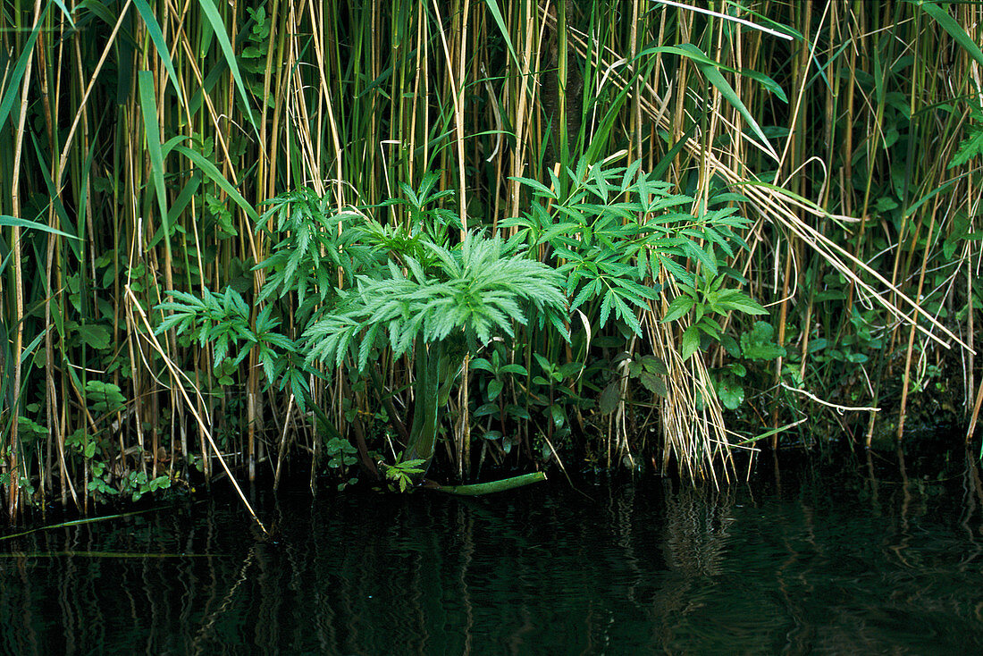 Cannabis plant