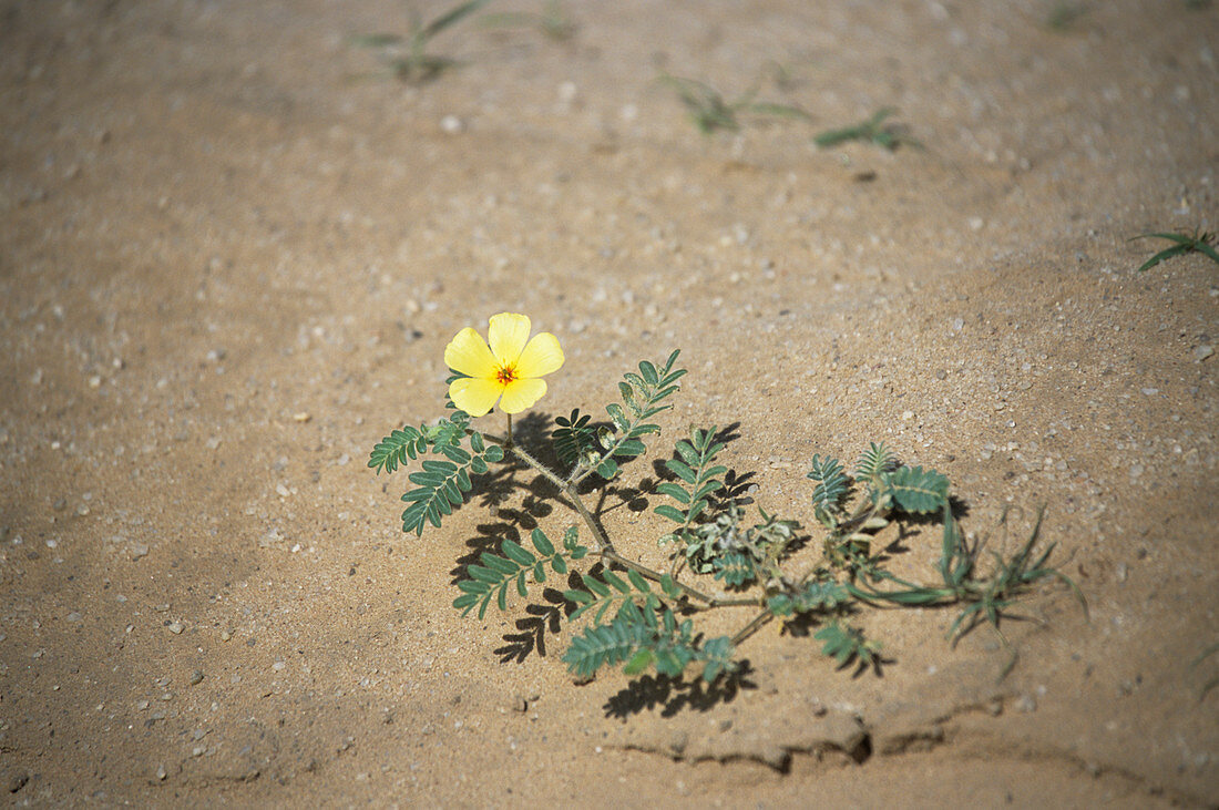 Devil's thorn flower