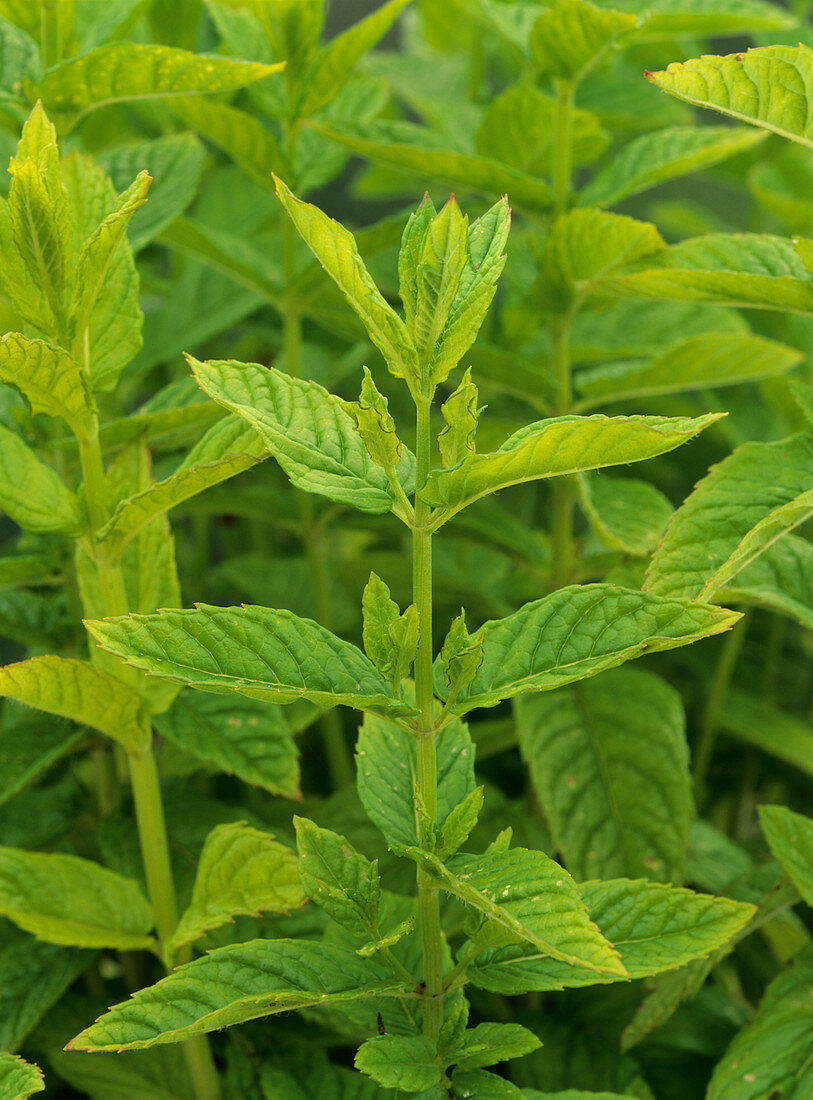 Spearmint (Mentha spicata) leaves