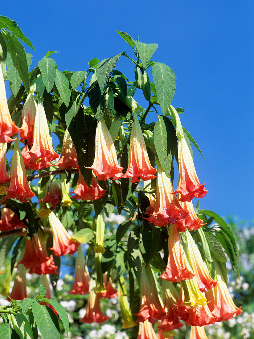 Datura flowers