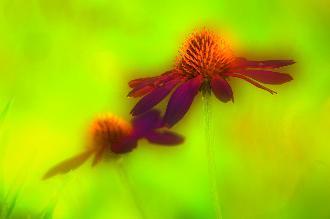 Echinacea (Echinacea purpurea)