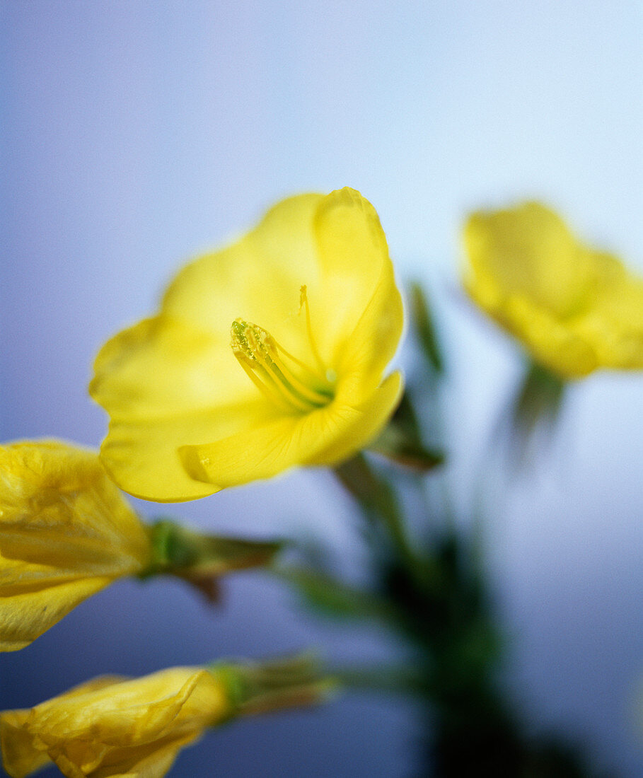 Evening primrose flowers