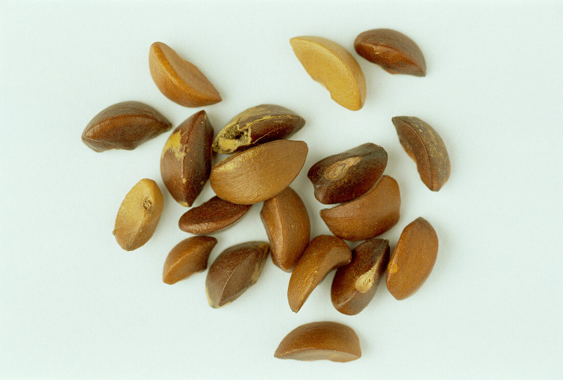 Amla seeds