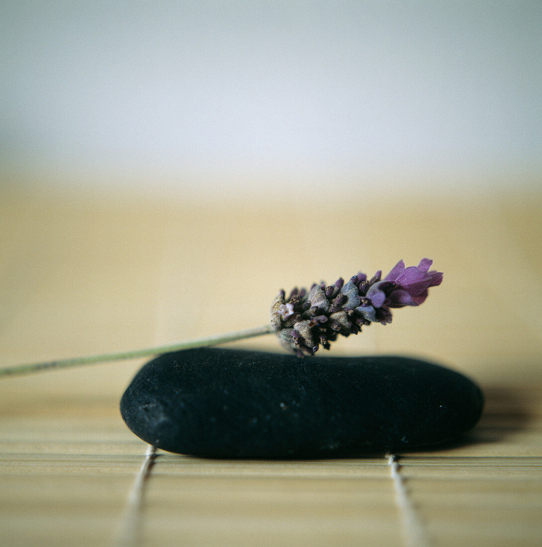 Lavender flower on a pebble