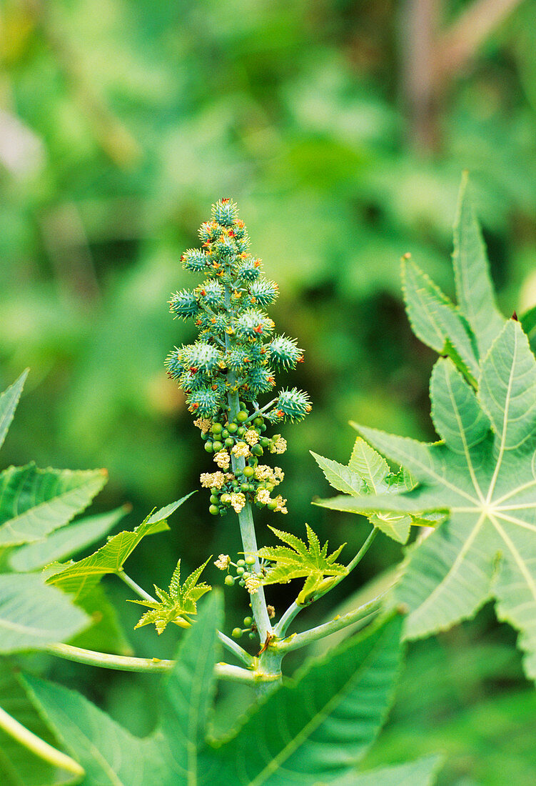 Castor oil plant