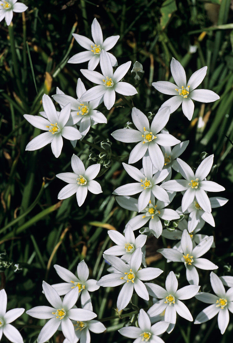 Star-of-Bethlehem flowers