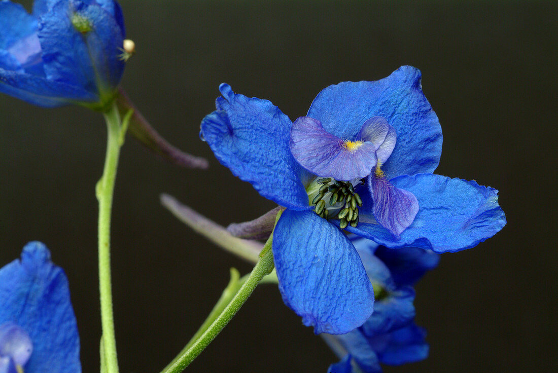 Larkspur (Consolida regalis)