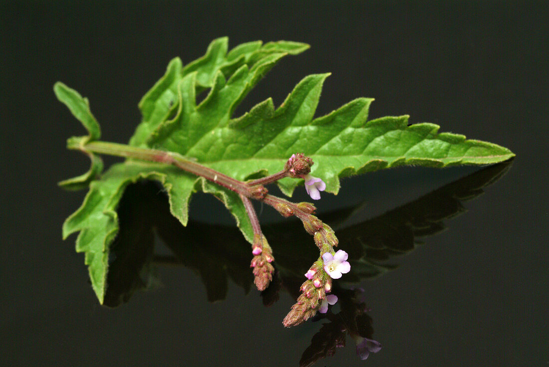 Vervain (Verbena officinalis)