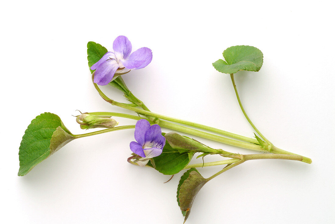 Sweet violet (Viola odorata)