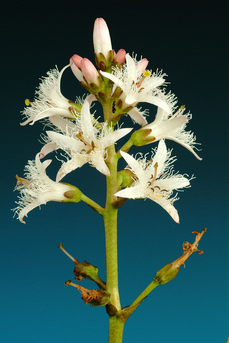 Bogbean (Methyanthes trifoliata)
