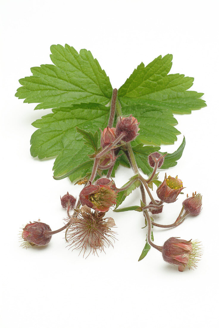 Water avens (Geum rivale)