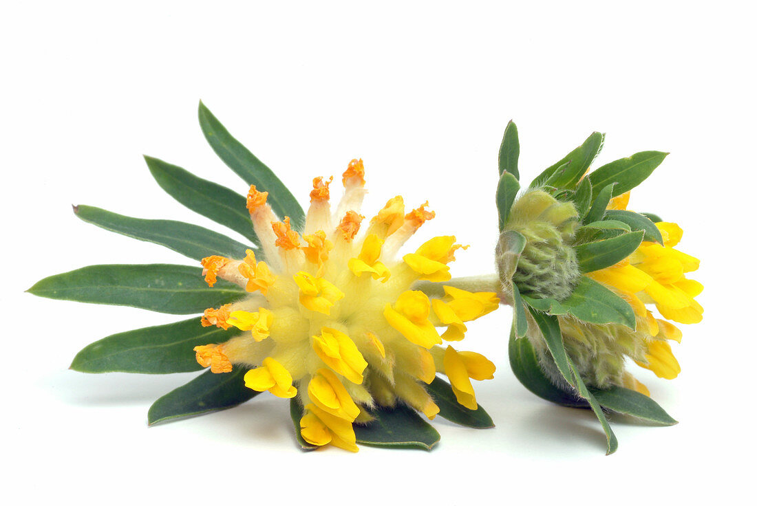 Kidney vetch (Anthyllis vulneraria)