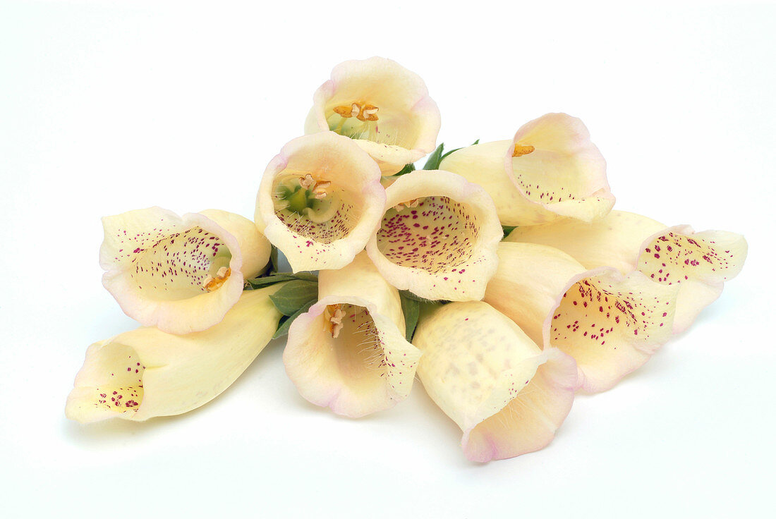 Foxglove (Digitalis grandiflora)