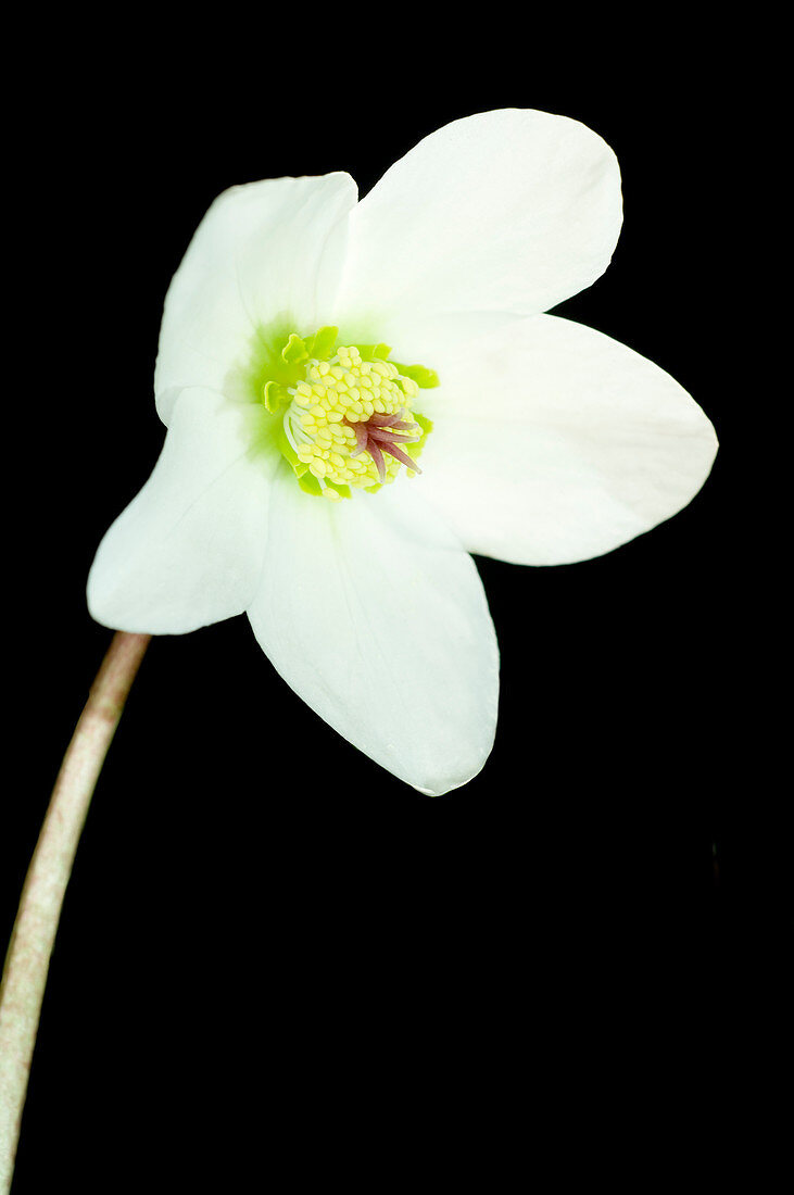 Hellebore flower (Helleborus sp.)