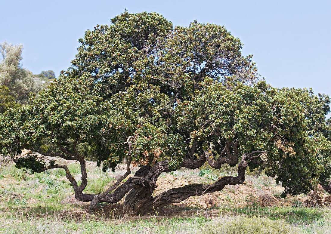 Mastic tree (Pistacia lentiscus var.chia)