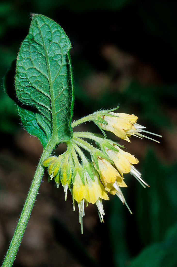 Tuberous comfrey (Symphytum bulbosum)