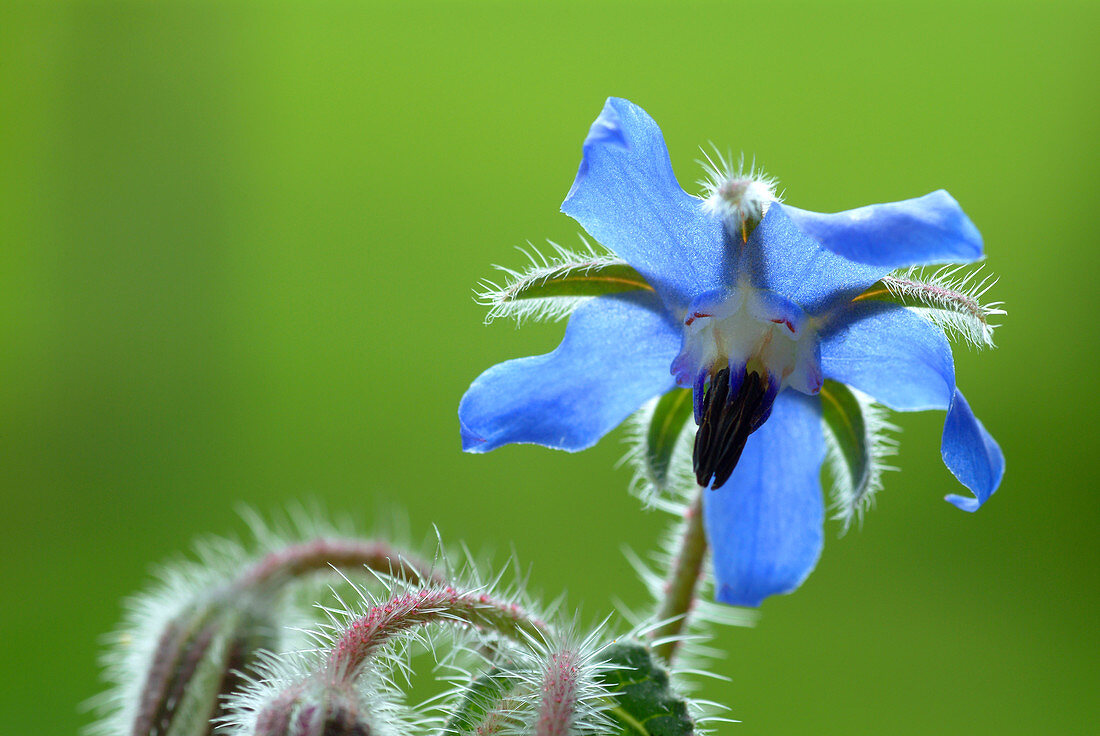 Borage flower (Borago officinalis)