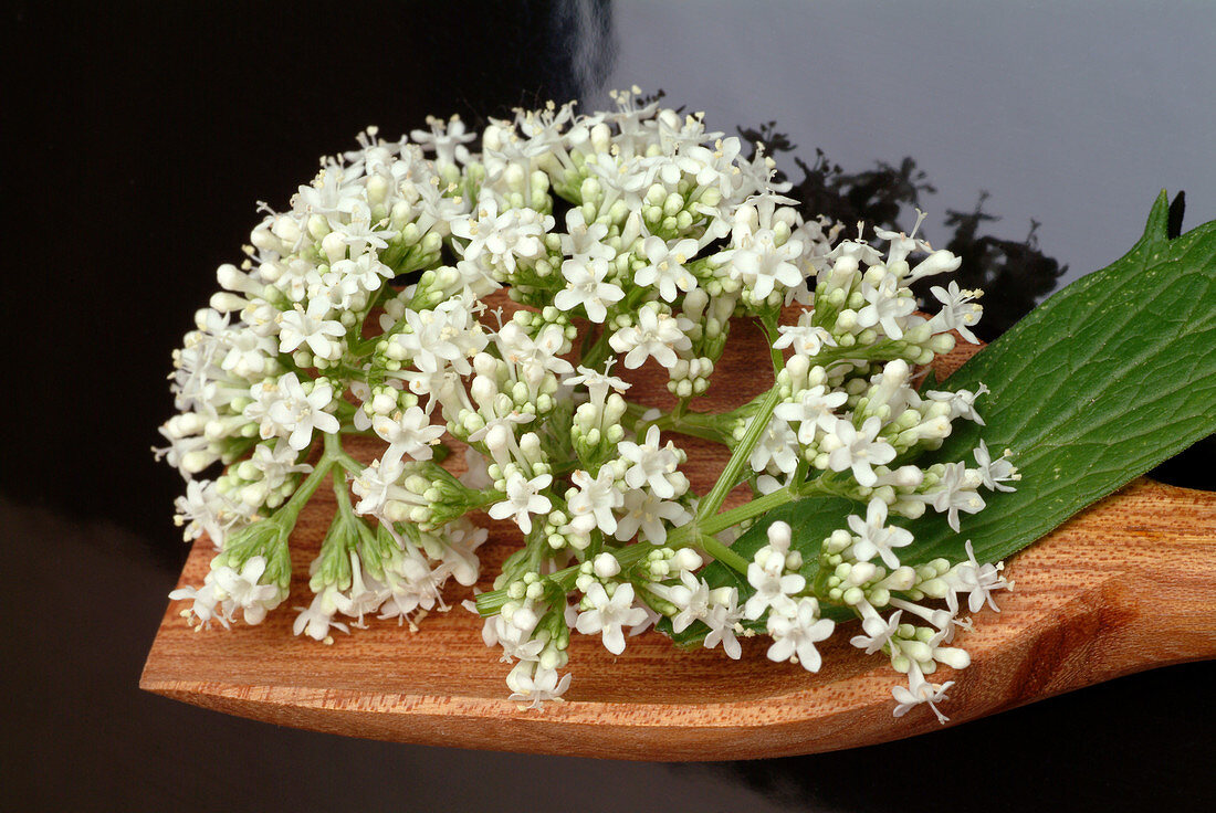 Valerian flowers (Valeriana officinalis)