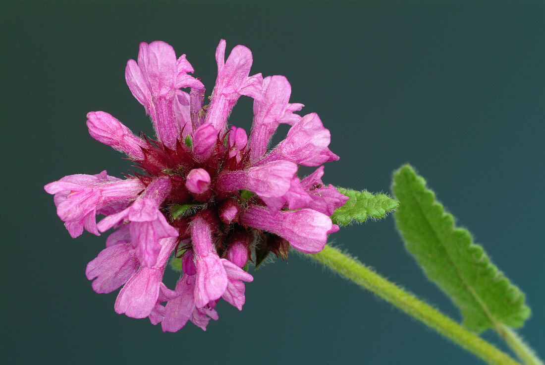 Betony flowers (Stachys officinalis)