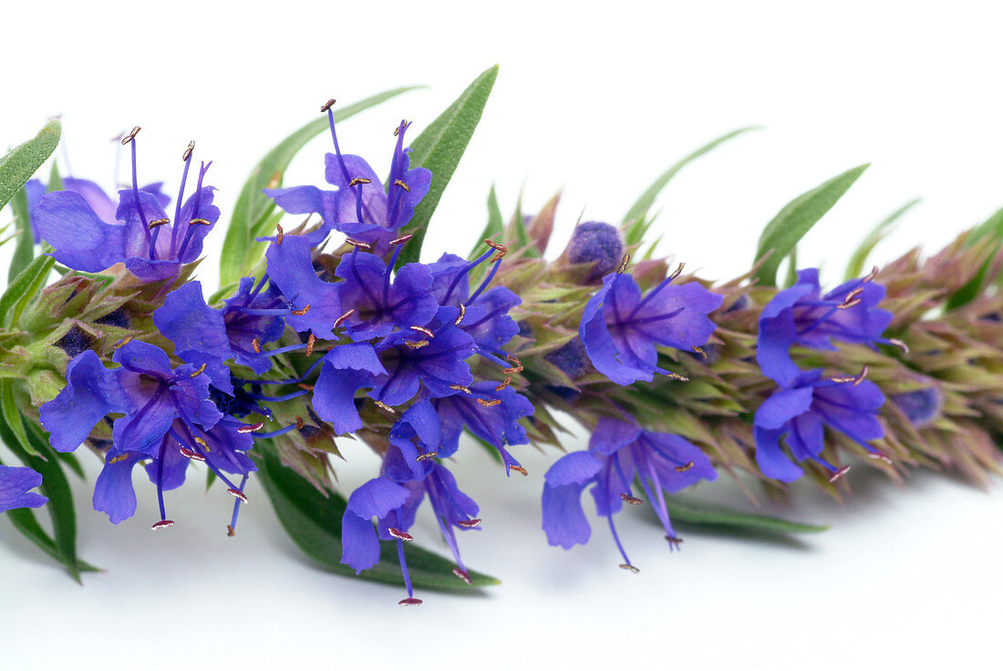 Hyssop flowers (Hyssopus officinalis)