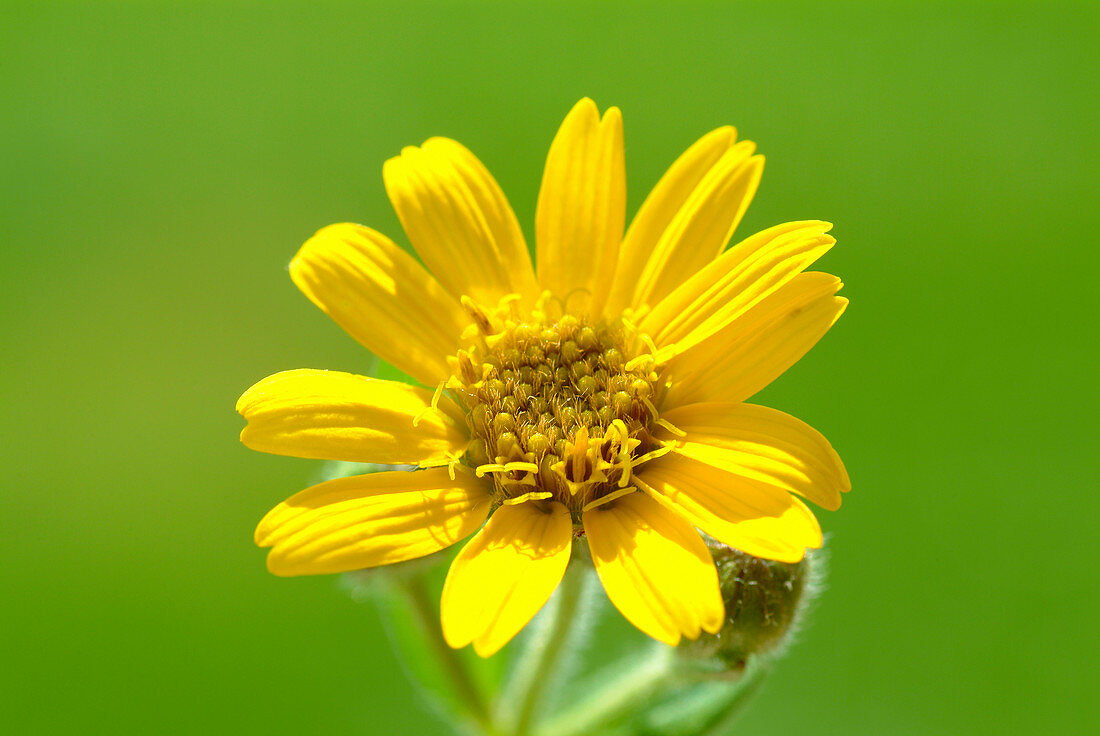 Arnica flower (Arnica montana)