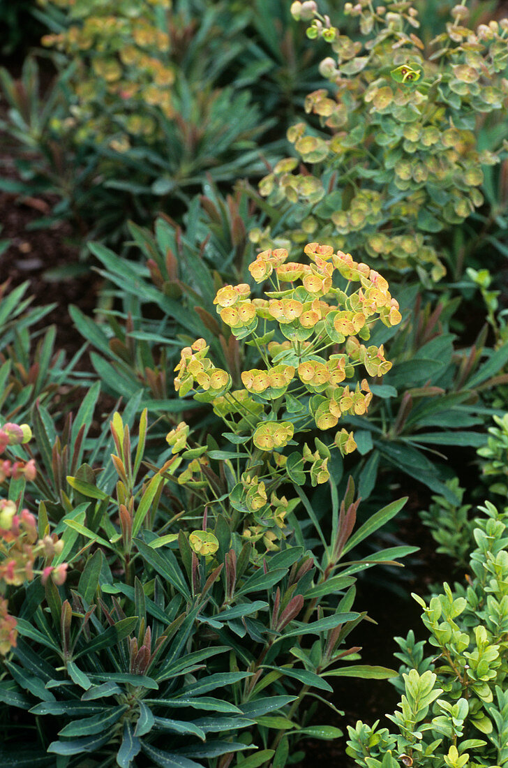 Spurge (Euphorbia x martinii)