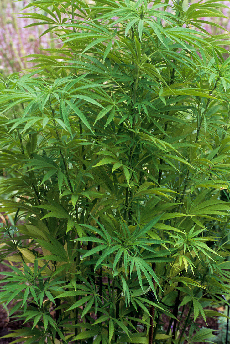 Cannabis plant (Cannabis sativa)