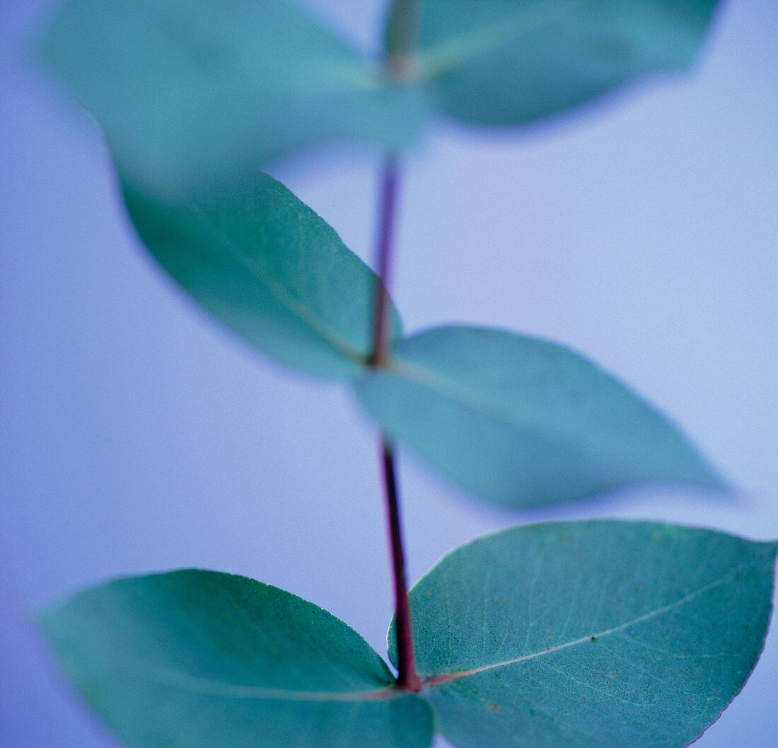 Eucalytpus leaves
