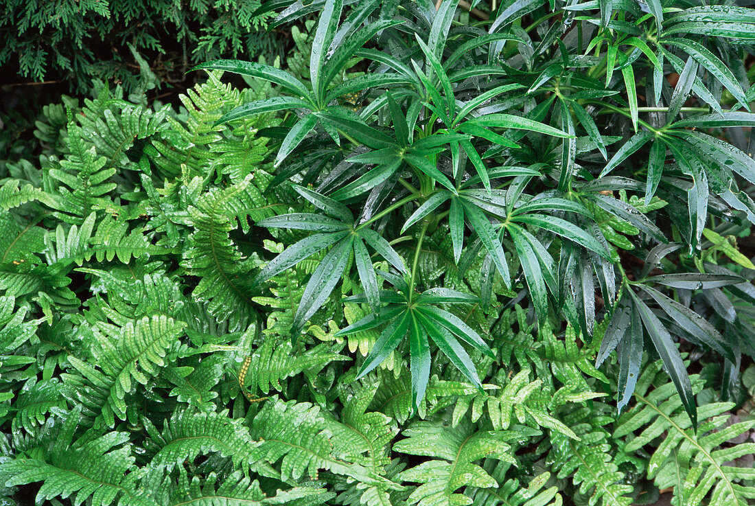 Evergreen plants