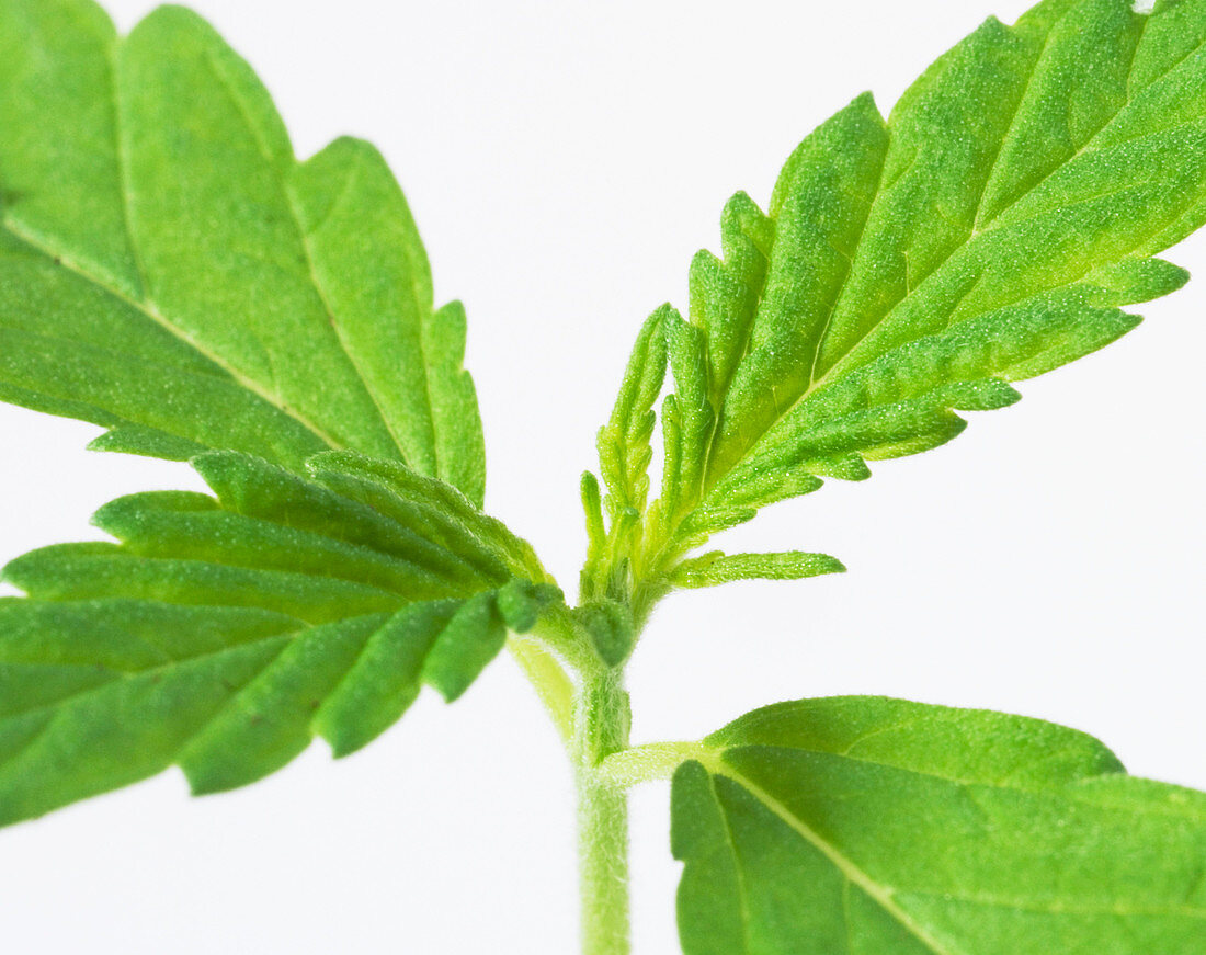 Cannabis seedling