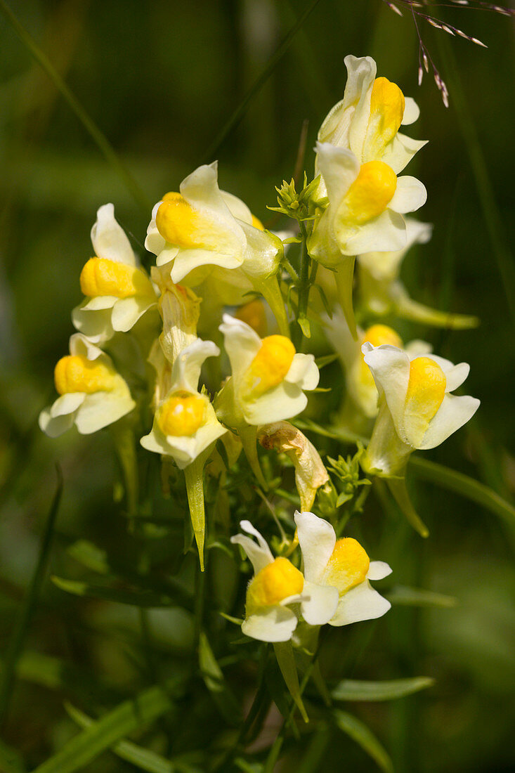 Yellow toadflax (Linaria vulgaris)