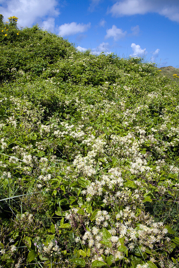 Traveller's joy (Clematis vitalba)