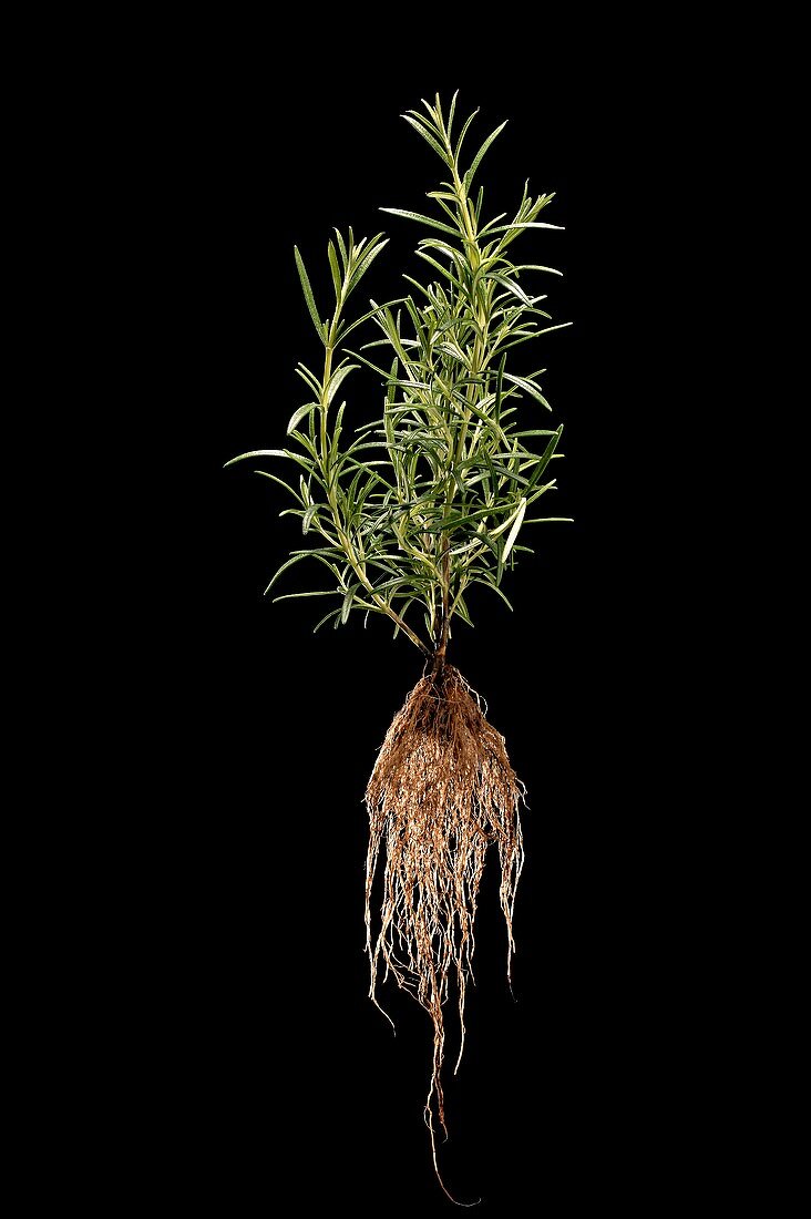 Rosemary (Rosmarinus officinalis)