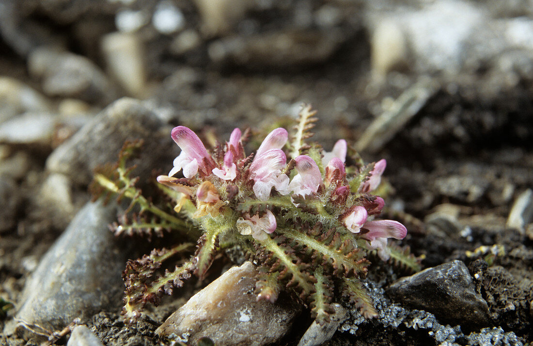 Hairy lousewort (Pedicularia hirsuta)