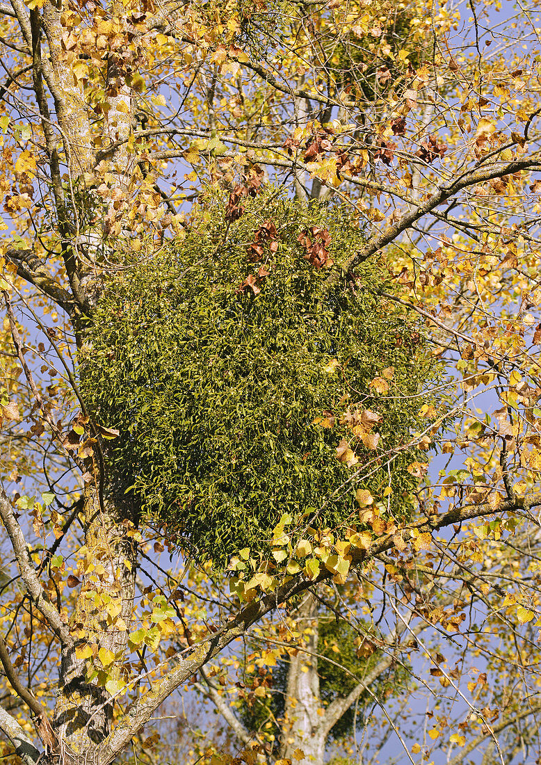 Mistletoe in a tree