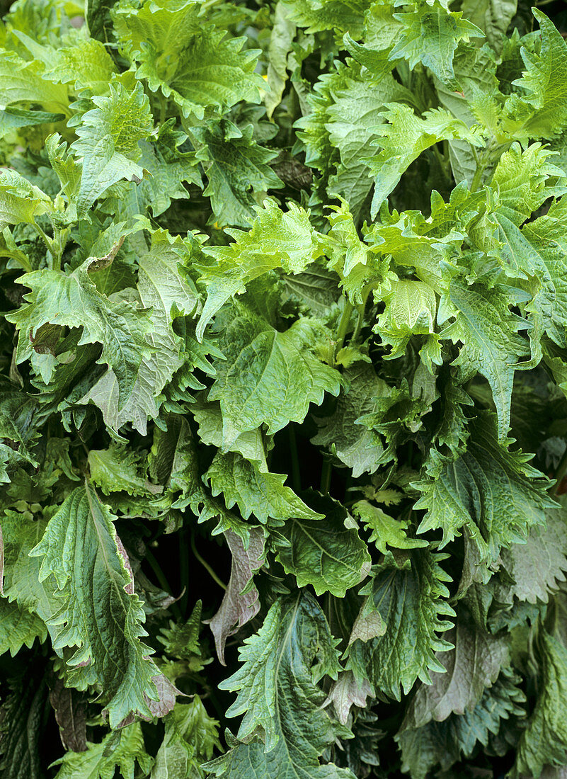 Japanese basil (Perilla frutescens)