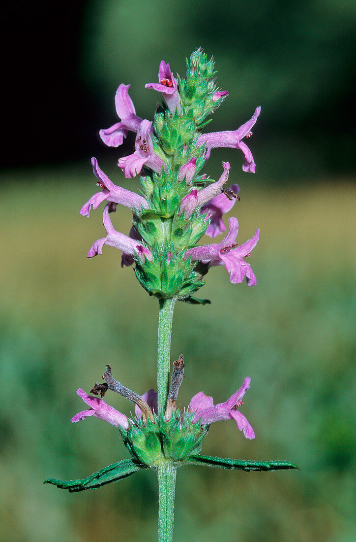 Betony (Stachys officinalis)