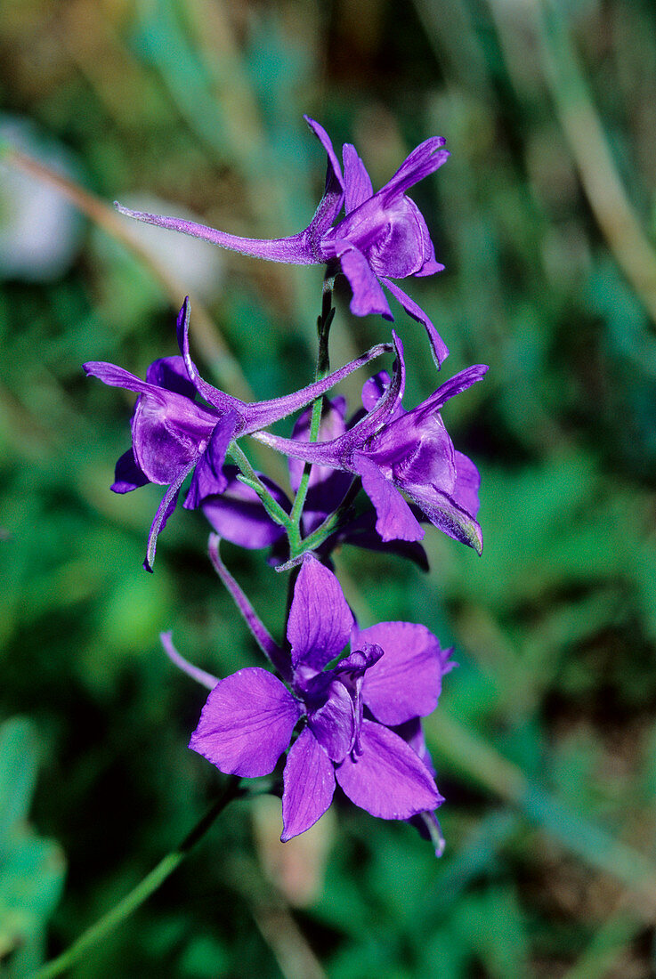 Larkspur (Consolida ambigua)