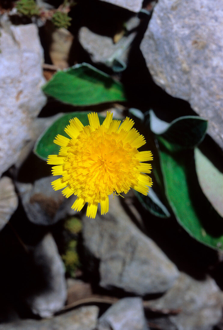 Pilosella officinarum