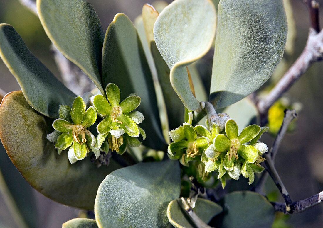 Male jojoba (Simmondsia chinensis)