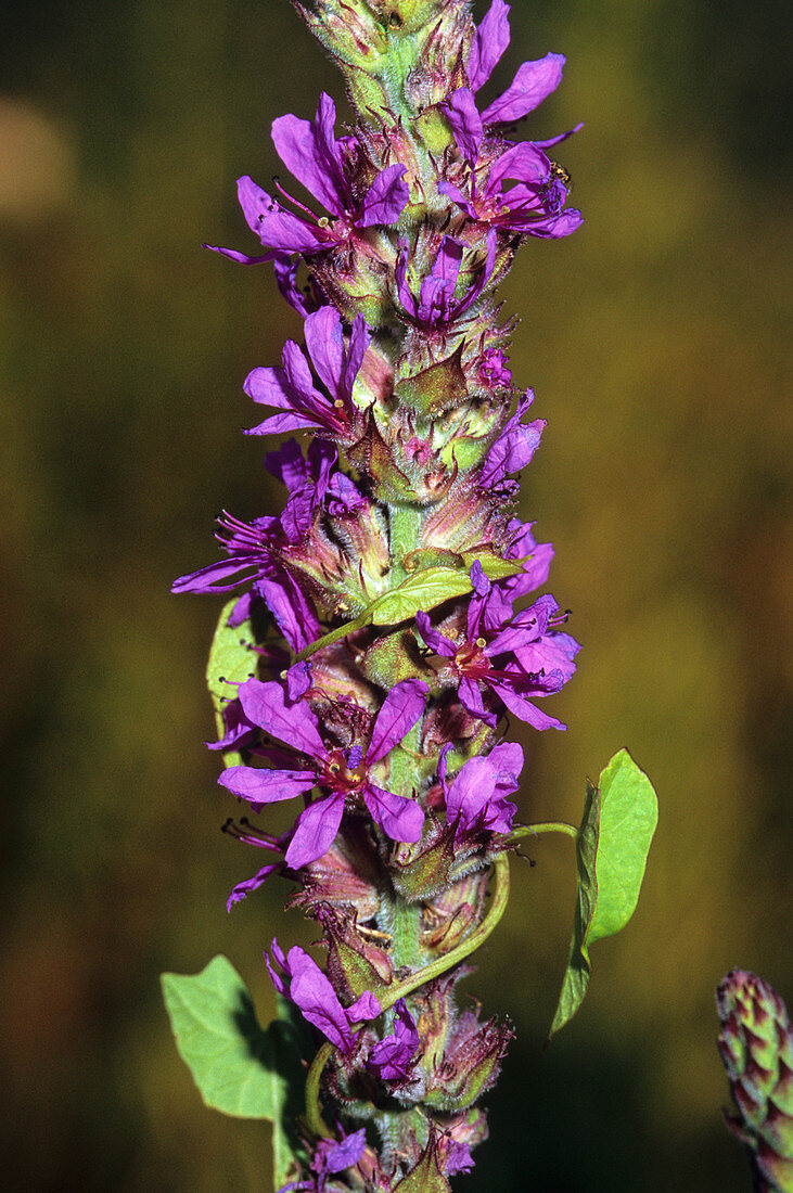 Purple loosestrife (Lythrum salicaria)