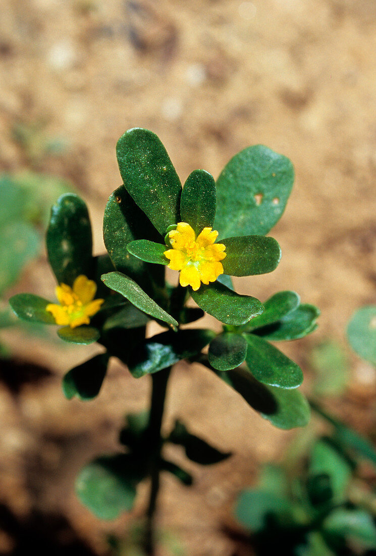 Green purslane (Portulaca oleracea)