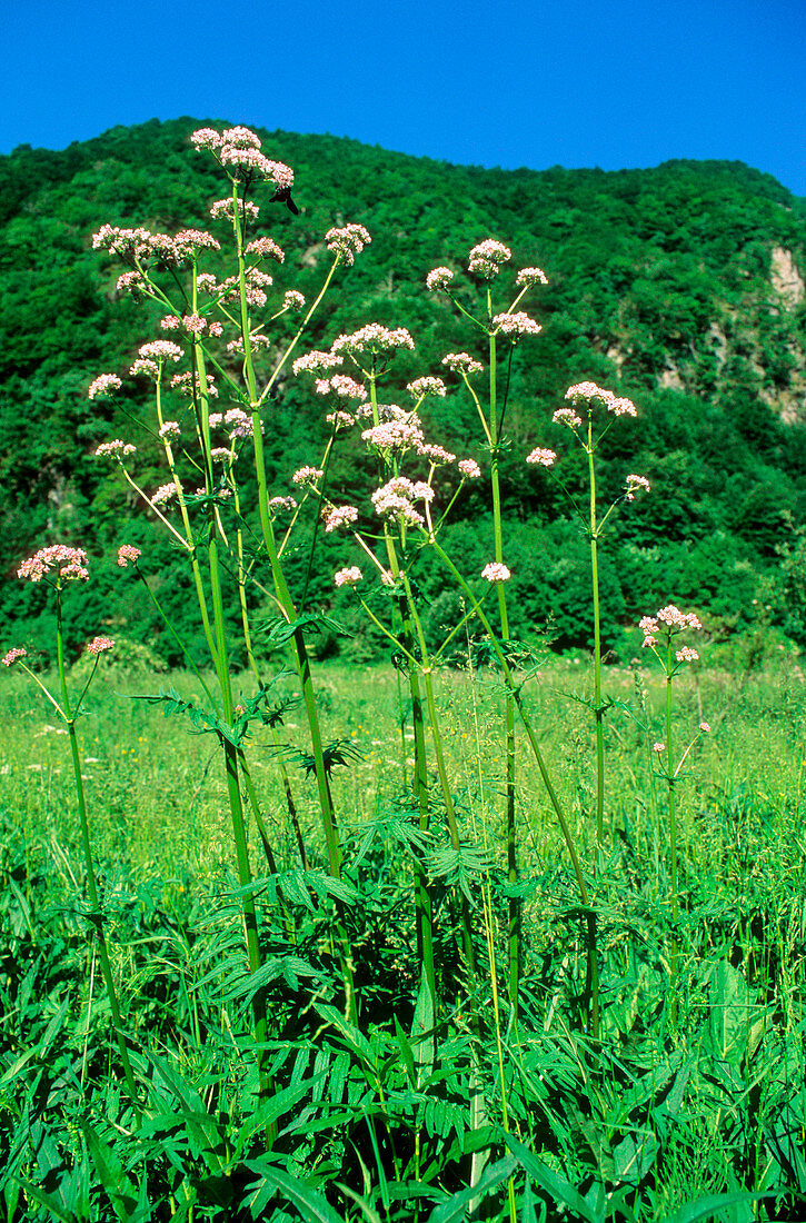 Valerian (Valeriana officinalis)