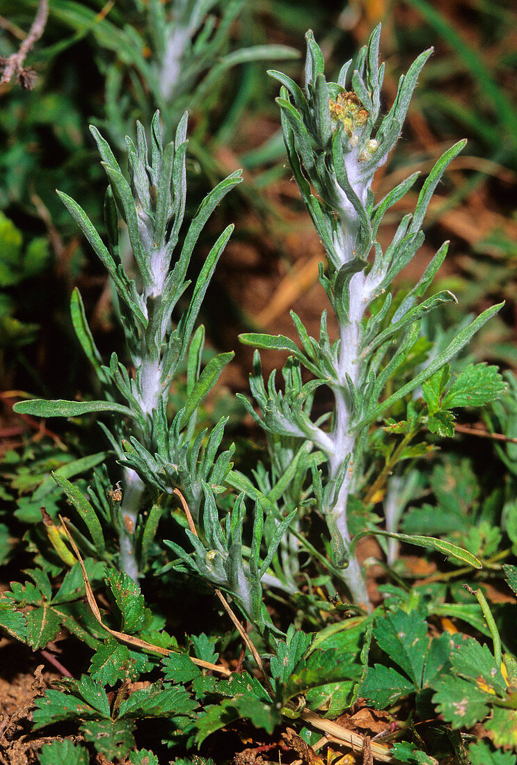 Marsh cudweed (Gnaphalium uliginosum)