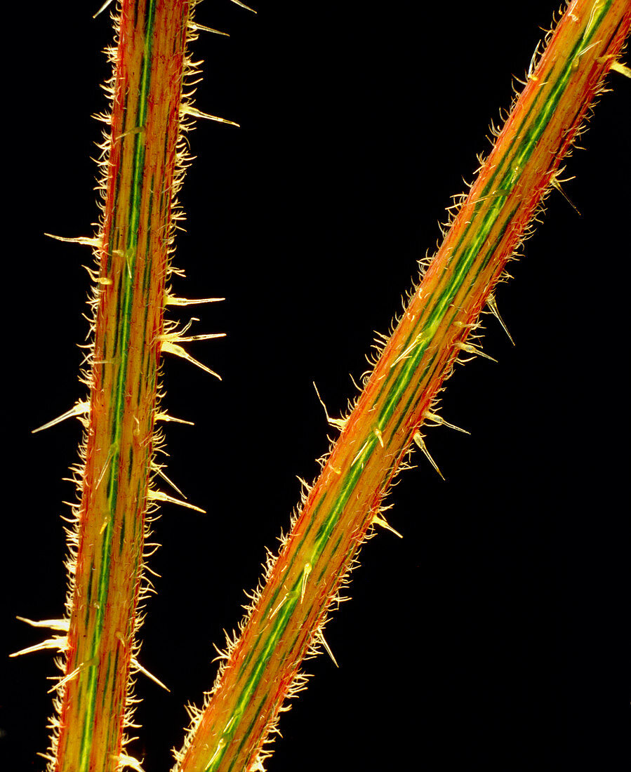 Stinging hairs on stem of stinging nettle