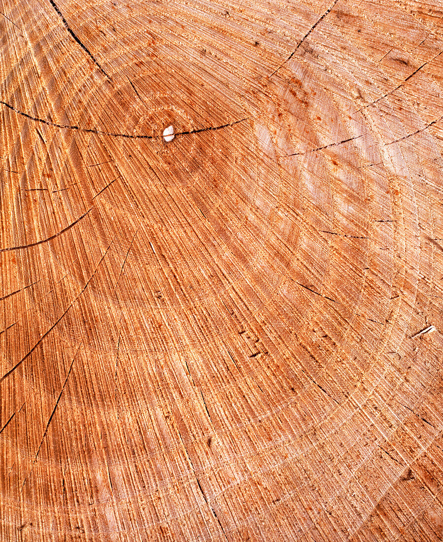 Growth rings in sectioned tree trunk