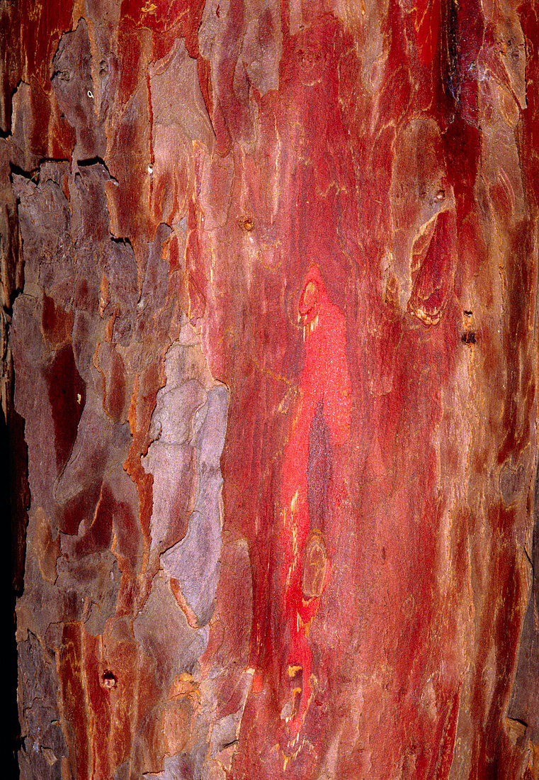 Bark of the yew,Taxus baccata