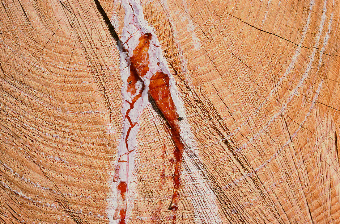 Larch wood oozing resin