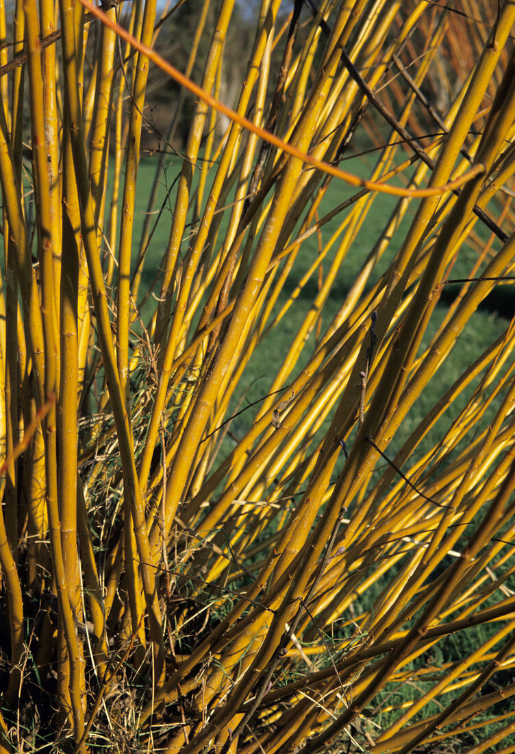 Red willow stems