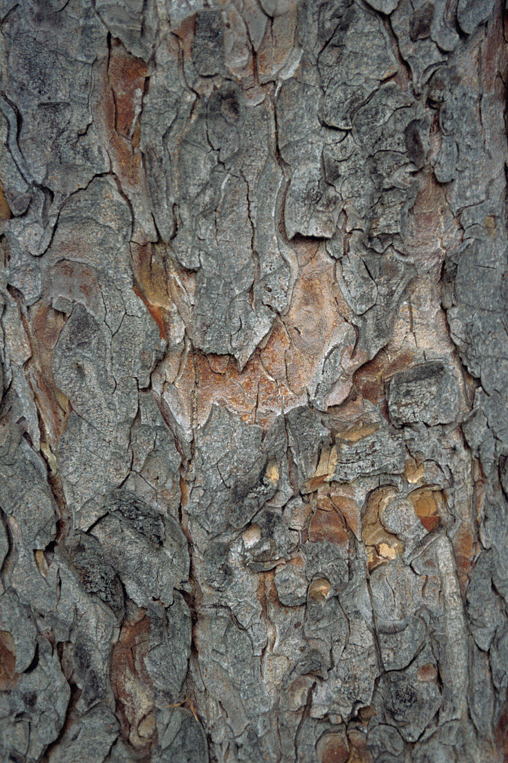 Horsechestnut tree trunk